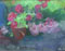 Study for Geraniums in the Garden
